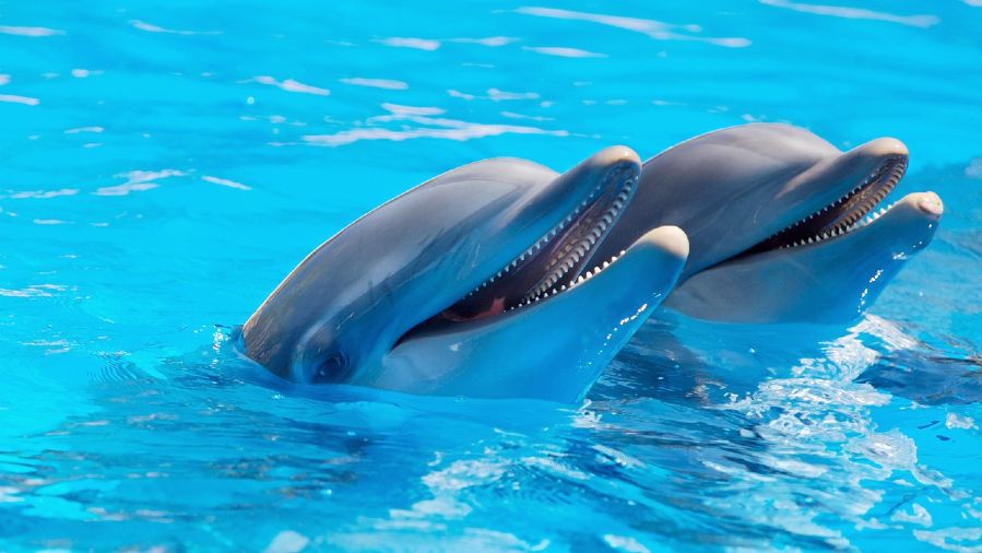127 Most Adventurous And Crazy Bucket List Ideas For Adrenaline Junkies (11)